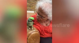Escaped parakeet found more than a hundred miles away from home