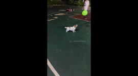 Pet Jack Russel Terrier plays keepy-uppy with balloon
