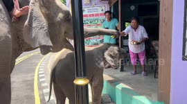 Kind Nepalese shopkeeper leaves fruit bowl out for passing elephant and its calf