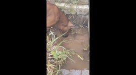 Fearless Dog Teases Ferocious Snakehead Fish Mom Guarding Her Babies – Part 2
