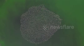Türkiye: DRONE - Artificial pond in western Türkiye becomes habitat for flamingos