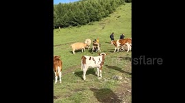 Tourists trampled on by cows suffer fractured ribs in China, officials say animals were hit with trekking poles