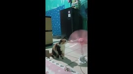 Curious pet cat attempts to bite the blades off moving fan