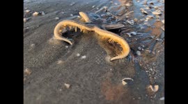 Starfish walking to the ocean