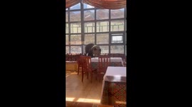 Hungry bear enters restaurant to find food in Tibet