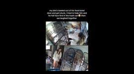 Laughing Scarlet macaw falls into trash, delivers viral comedy gold