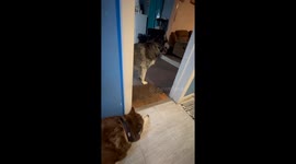 Dogs being dogs having fun . Papa and son dogs playing