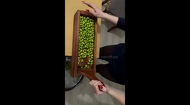 Cluster of olives pressed to release oil in this strangely calming footage