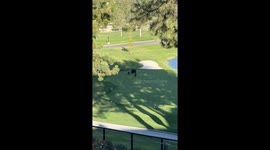 Bear Family at Montreux Golf and Country Club