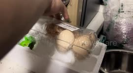 Surprise chick found alive inside egg tray in Anhui, China