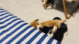 Puppies strike funny pose after being called in Shandong, China