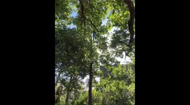 Fearless girl swings from tall tree in London, England, UK