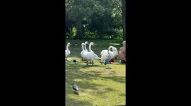The Swan King of Hyde Park
