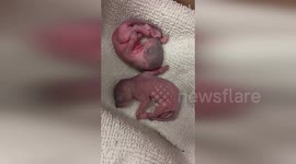Tiny Squirrels Rescued From Car Engine In Colorado Springs Melt Hearts At Wildlife Office