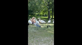 The Swan King of Hyde Park