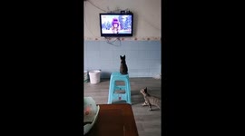 Two cats share a stool while watching TV in Chongqing, China