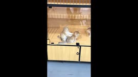 Kitten gives adorable back massage to friend in Shaanxi, China