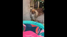 fluffy Pomeranian trying to catch the sprinkler