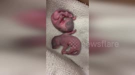 US: Days-Old Squirrels Found Inside Car Engine In Colorado Springs, Video Captured At Wildlife Office