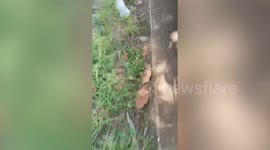 Monkey steals parcel and flees into forest