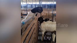 Two goats seem to talk to each other on farm