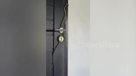 Green tree snake slithers across hotel door