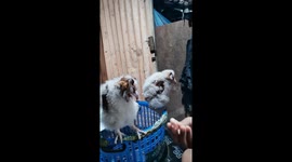 Rescued barn owl siblings shake bodies while eating in adoptive home