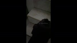 This pet dog is terrified of walking up and down the stairs