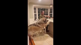 Giant Dog Gets a Treat