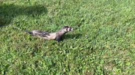 Domestic ferret bounds gracefully across grass in slow motion, before being scooped up by owner