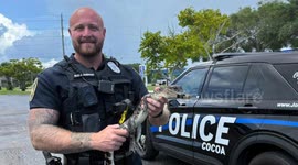 Cocoa Officer Assists With Porch Alligator Removal on July 16