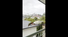 Lorikeet Squabbles With Cockatoo