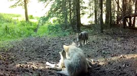 Three New Wolf Packs, Pups Spotted in Colorado Restoration Effort