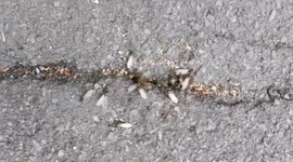 Flying Ants swarm in their millions in Swindon Town center Edited