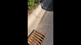 Storm Drain Rescue: Officer Saves Eight Ducklings in Minnesota