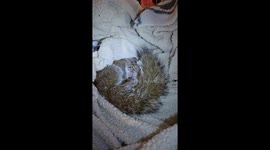 Squirrel rescue was attacked by group of Crows  he had a brain trauma and was sent to Animal wildlife rescue.  Mom's Strawberry Patch Prevention Of Animal Neglect Pilot Project