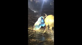 Out-of-control buffalo attacks two residents during rampage