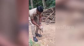 Indian official uses CPR to revive electrocuted baby monkey