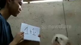 Impressive moment pet dog solves basic math equation with owner