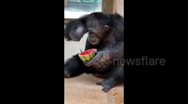 Monkey see, monkey chew! Chimpanzee at Chinese zoo uses SPOON to eat watermelon
