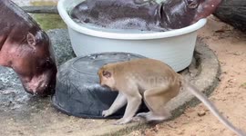 Moo Deng enjoys bath as monkey rummages for snacks