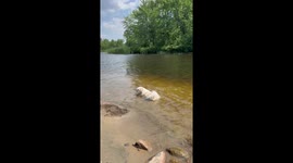 Dog cools off in a flowing river on a hot day in North Bay, Ontario, Canada