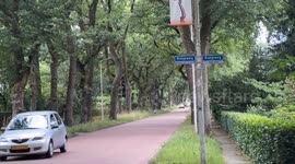 Netherlands: Tree-lined roads in the Netherlands offer scenic drives through nature