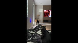 Cat stares outside while sitting upright on cat tower in Jensen Beach, Florida