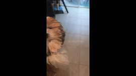 Shih Tzu cries after spotting doll through cabinet glass in Davenport, Florida