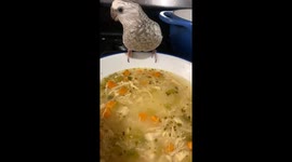 Curious cockatiel hilariously wades into chicken noodle soup