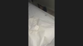 Unexpected bed guest, spider sparks scare in Birmingham, England, UK