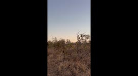 Pursuing lion gets kicked in face by fleeing giraffes just metres away from safari goers