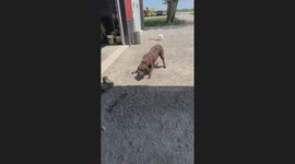 Dog barked at full volume when snake appeared on the ground