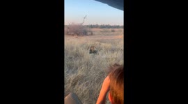 Safari goers delighted as tired lion rolls over like sleepy cat